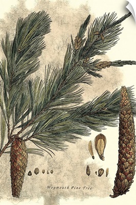 Antique Weymouth Pine Tree