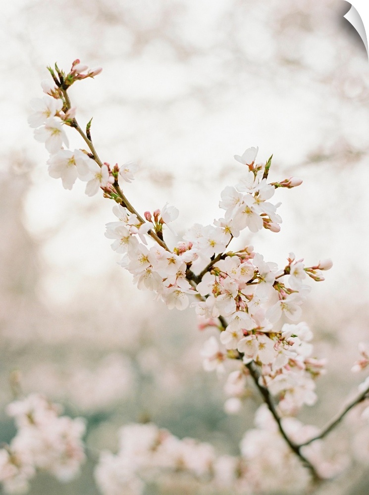 Photograph of pale pink cherry blossom flowers, New York City.