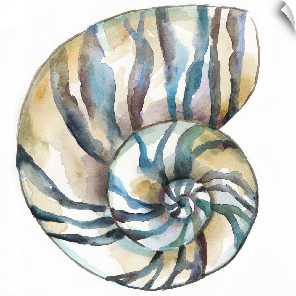 Detailed watercolor painting of a striped spiral seashell.