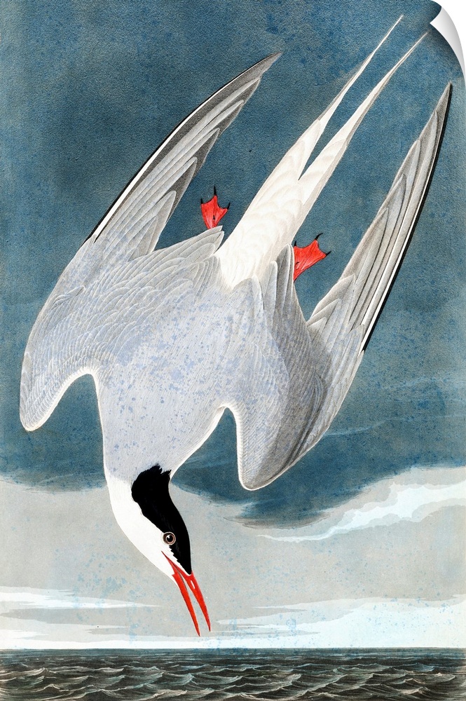 Arctic Tern