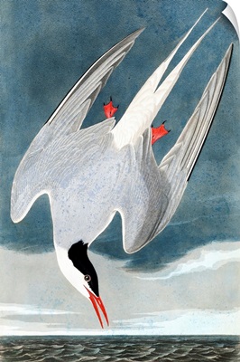 Arctic Tern