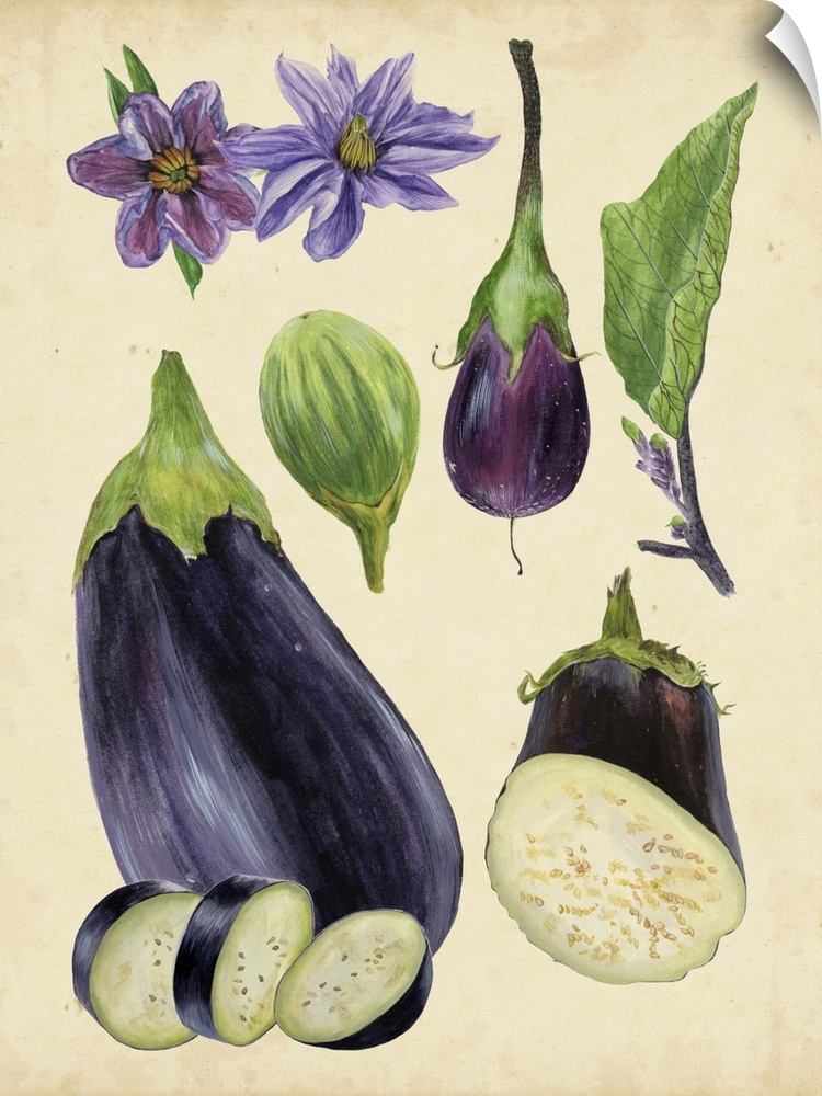 This vintage, charming contemporary artwork features the artistic studies and details of an eggplant.