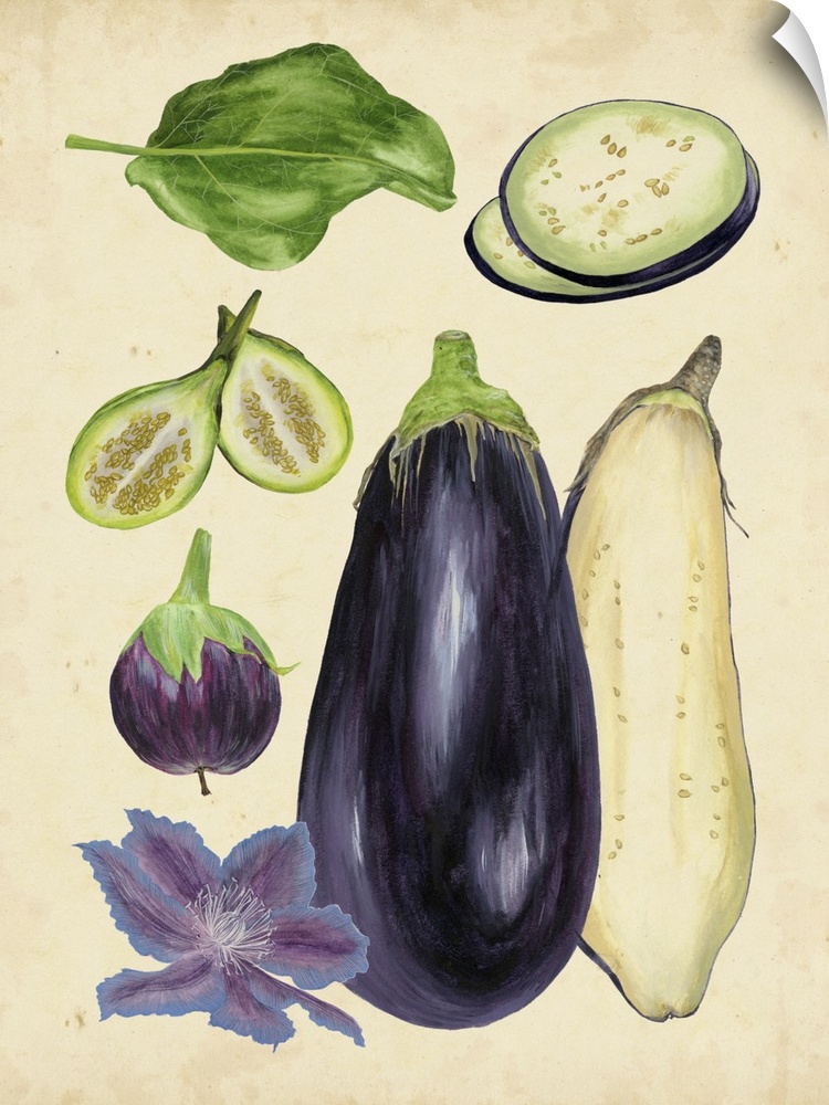 This vintage, charming contemporary artwork features the artistic studies and details of an eggplant.