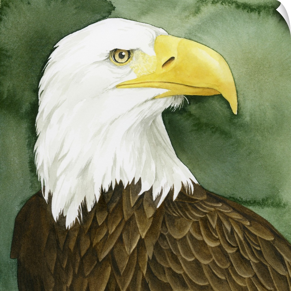 Bald Eagle Stare I