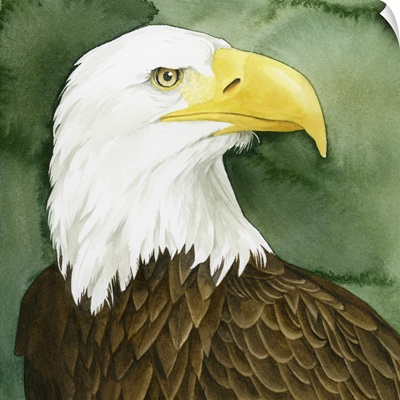 Bald Eagle Stare I