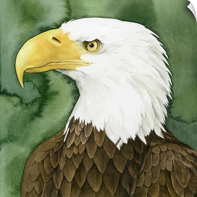 Bald Eagle Stare II