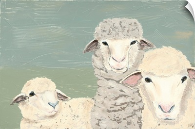 Bashful Sheep II
