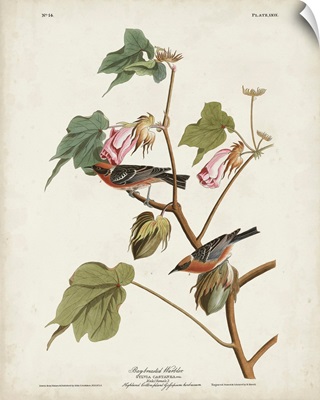 Bay-Breasted Warbler