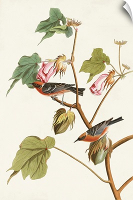 Bay-Breasted Warbler