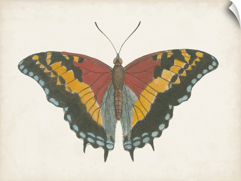 Beautiful Butterfly IV