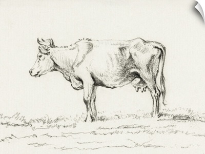 Bernard Cow Sketch I