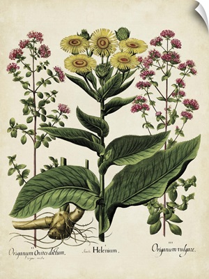 Besler Florilegium I