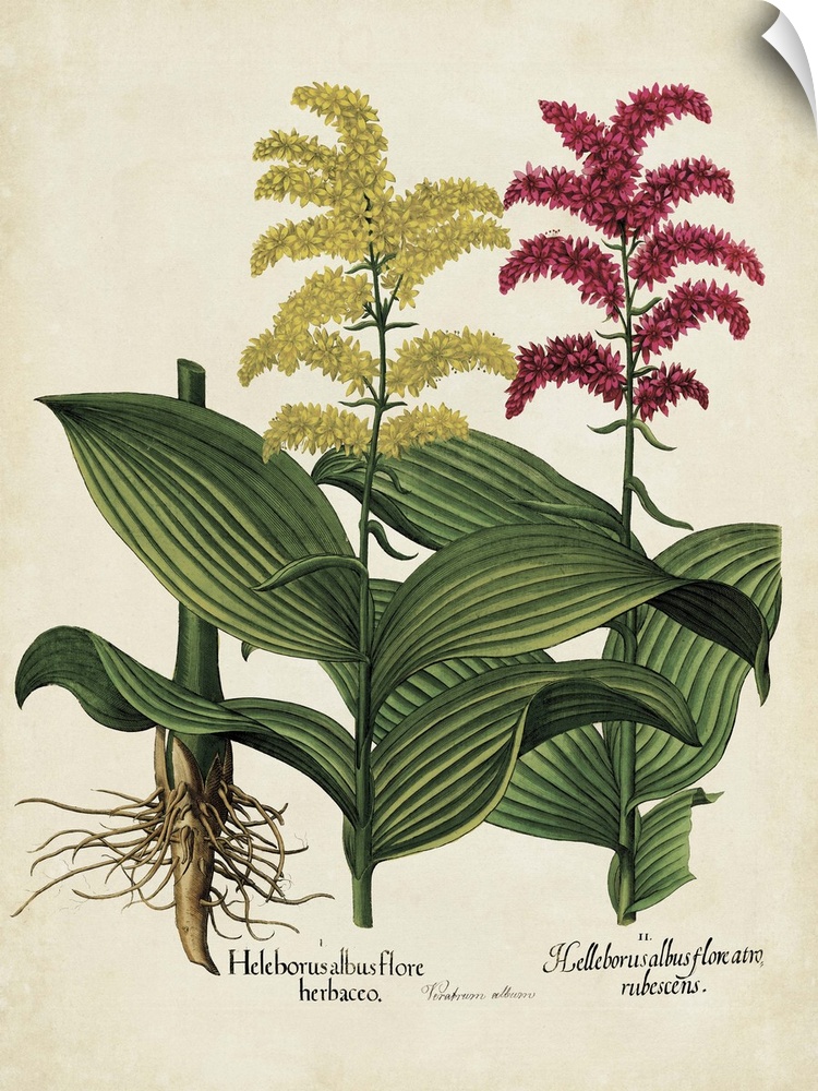 Contemporary botanical illustration in a vintage art style.