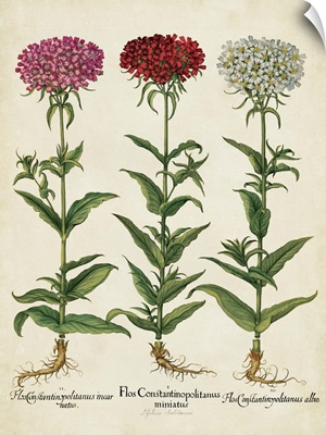 Besler Florilegium IV