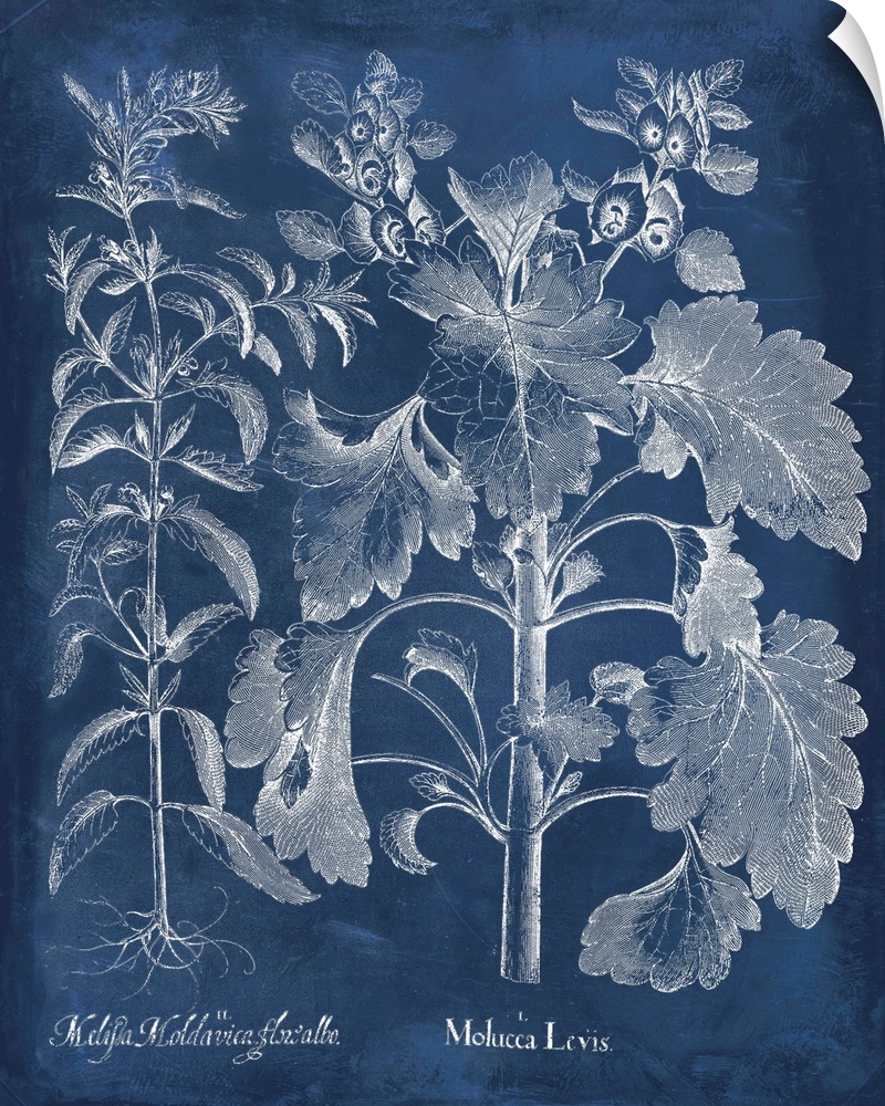 Vintage-inspired botanical illustration of besler leaves on an indigo background.