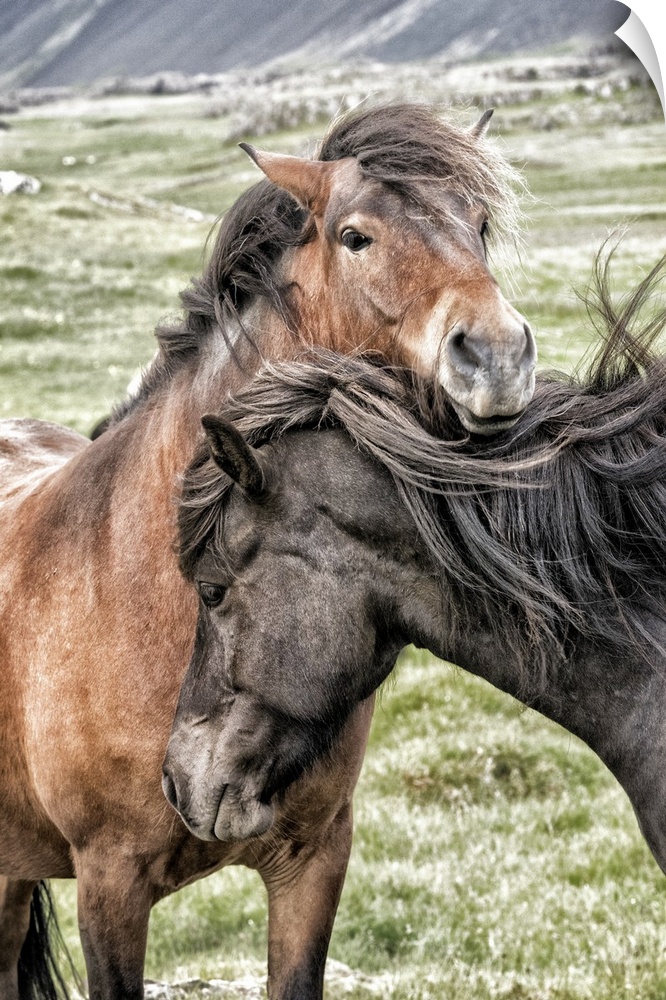 Photograph of two horses in grassy field showing affection on windy day.
