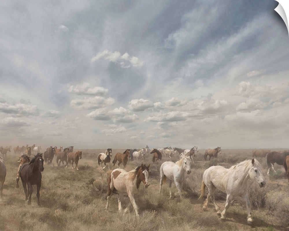 Photograph of a herd of wild horses moving along a dry landscape.