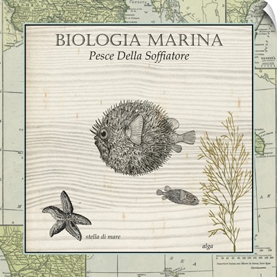 Biologia Marina II