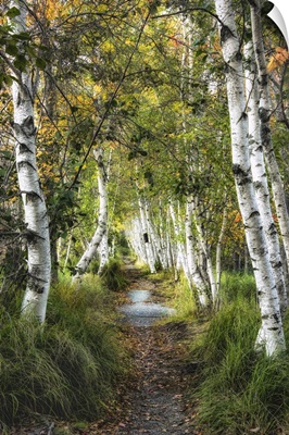 Birch Path I