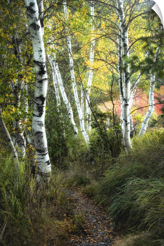 Pathway through a dense forest of slender white birch trees.