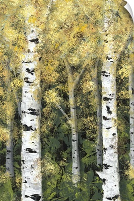 Birch Treeline I