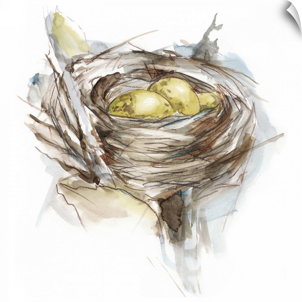 Watercolor painting of a bird's nest with two small yellow eggs.