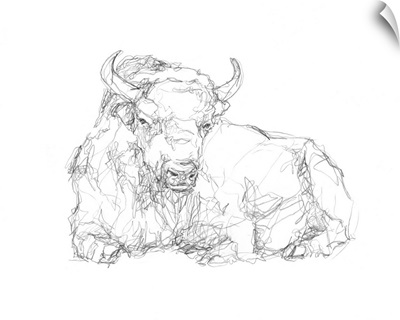 Bison Contour Sketch II