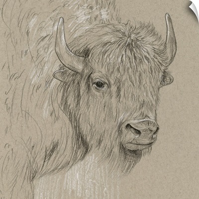 Bison Sketch I
