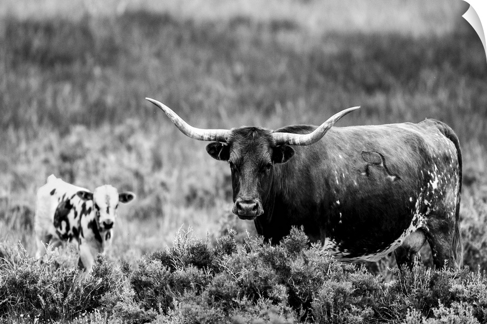 Photograph of a longhorn cow and calf grazing in field of tall grasses.