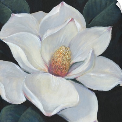 Blooming Magnolia II