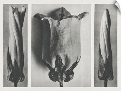 Blossfeldt's Triptych III