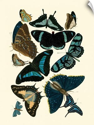 Blue Butterfly Study