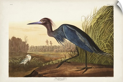 Blue Crane Or Heron