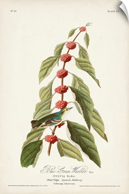 Blue-Green Warbler