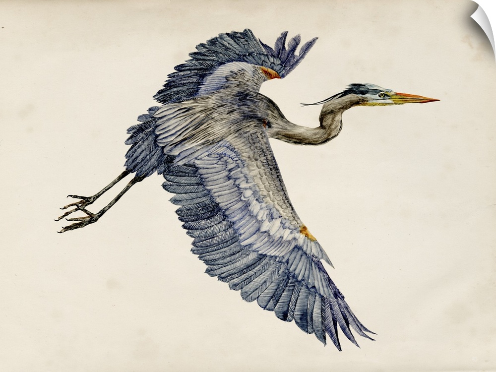 Illustration of a Great Blue Heron in flight on a parchment background.