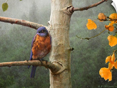Bluebird Rain