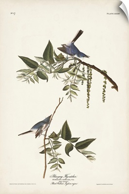 Bluegrey Flycatcher