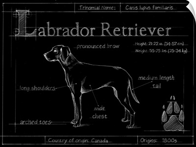 Blueprint Labrador Retriever