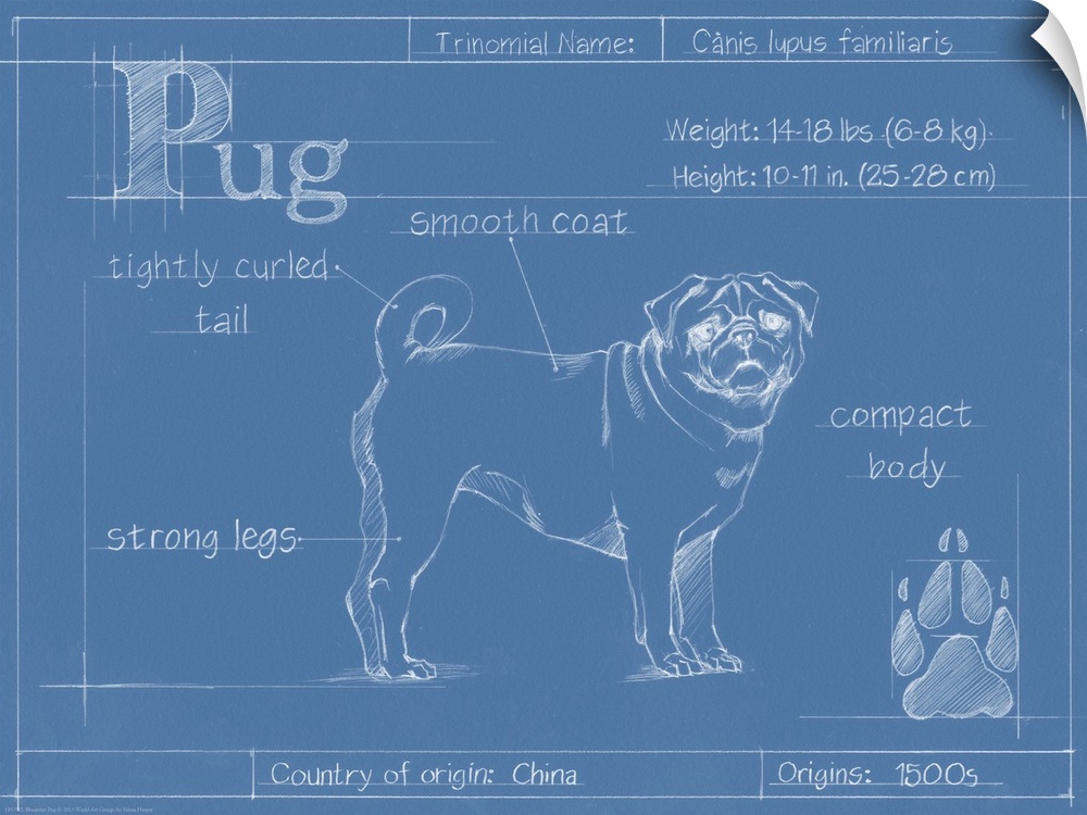 "Blueprint" illustration showing the parts of a Pug dog.