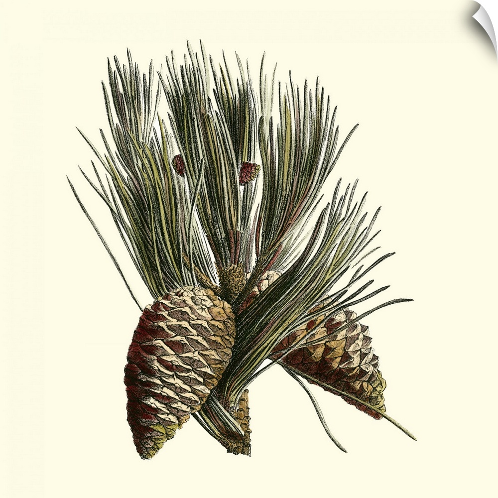 Contemporary artwork of a pine cone on the end of a branch in a vintage illustrative style.