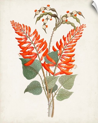 Botanical of the Tropics II