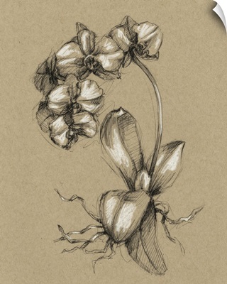 Botanical Sketch Black and White V
