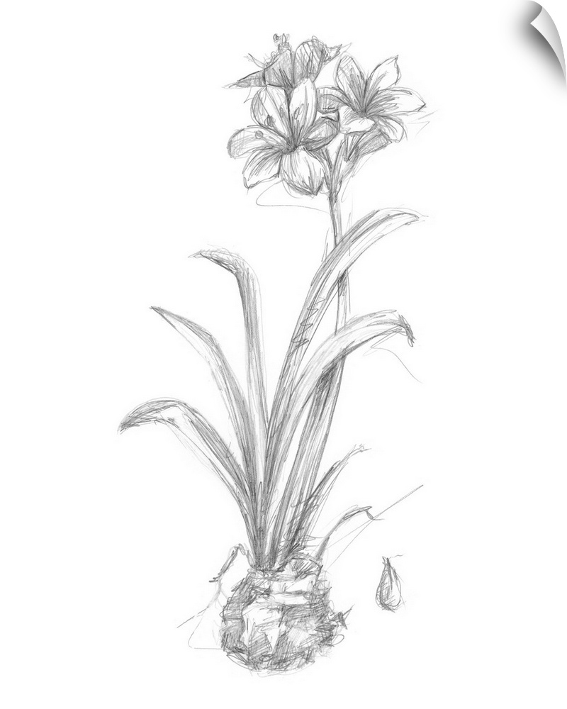 Decorative print of a botanical drawing featuring a flower growing from a bulb.