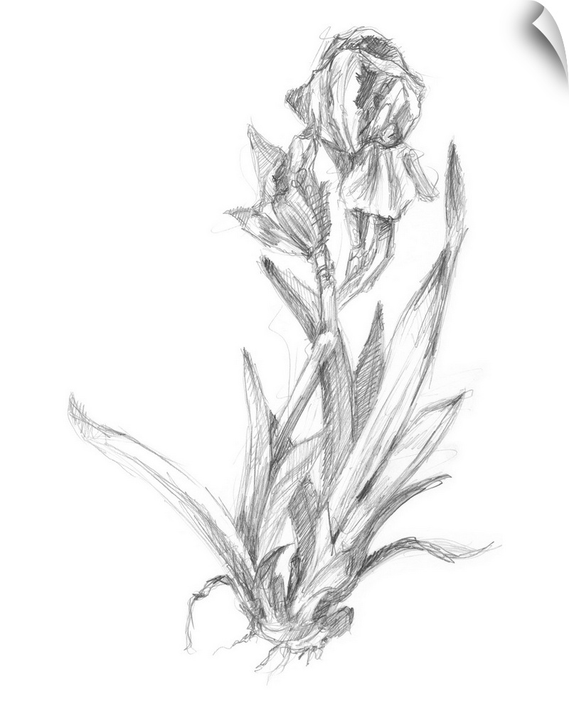 Decorative print of a botanical drawing featuring a growing lily.
