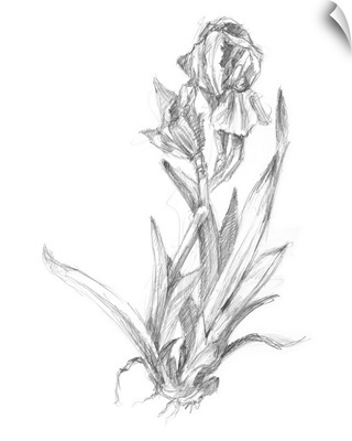 Botanical Sketch VI