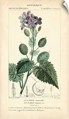 Botanique Study in Lavender III