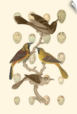 British Birds and Eggs II