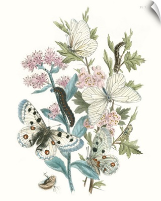 British Butterflies III