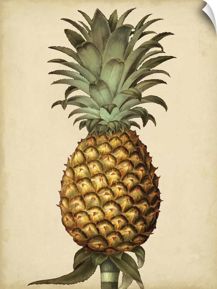 Brookshaw Antique Pineapple I