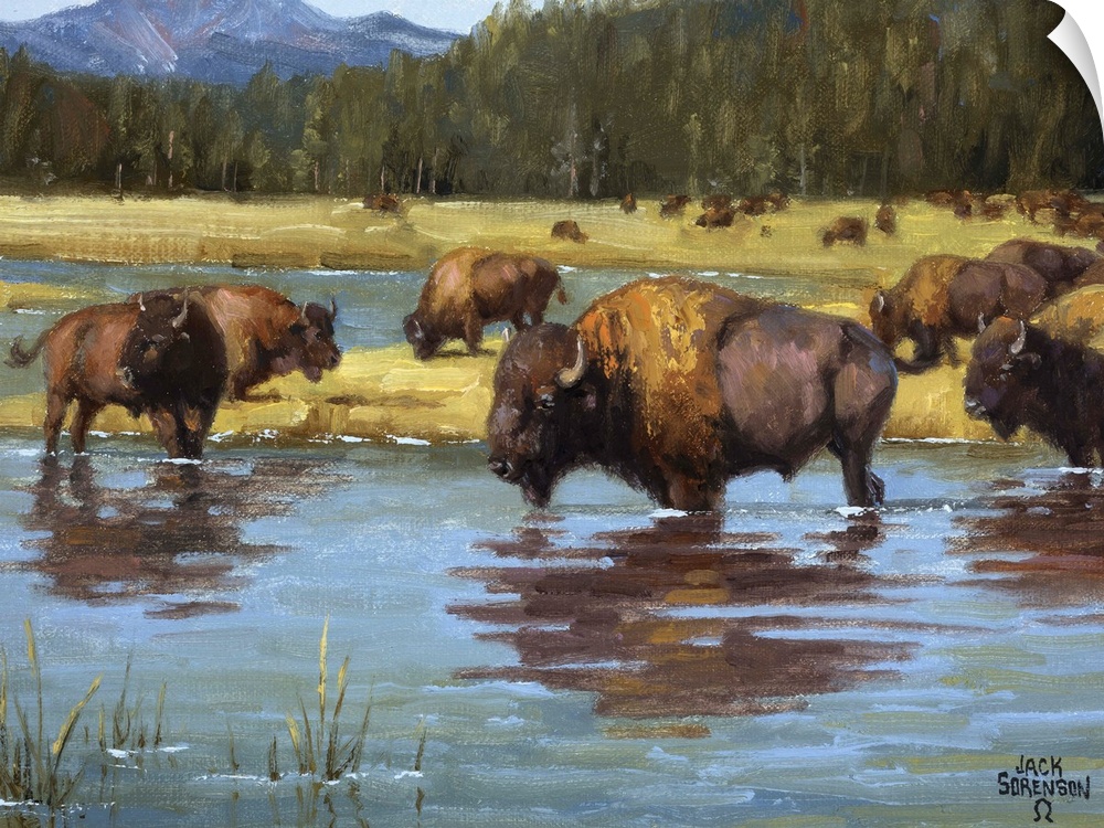 Contemporary Western artwork of a herd of buffalo calmly resting in a river.